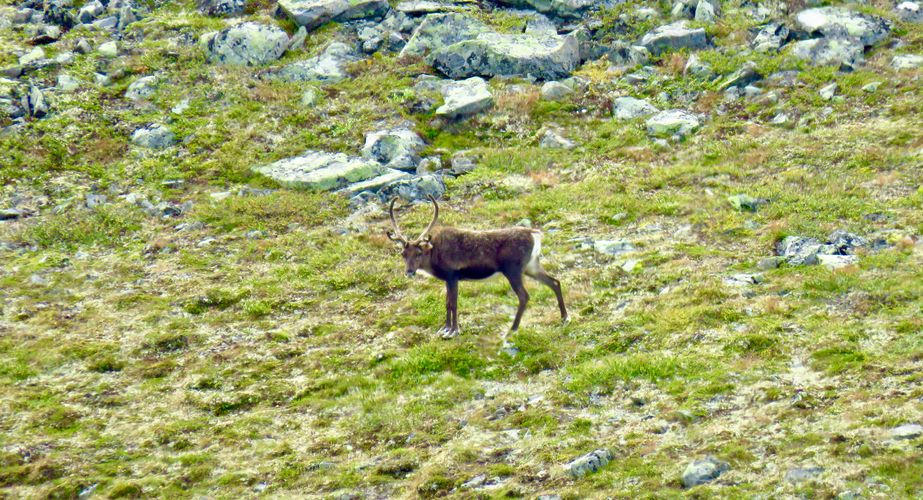 Dieren Jotunheimen NP